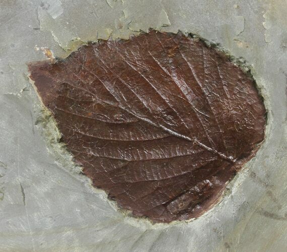 Fossil Leaf (Beringiaphyllum) - Montana #97727